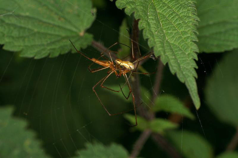 Tetragnatha_montana_D4986_Z_89_Les Gris_Frankrijk.jpg